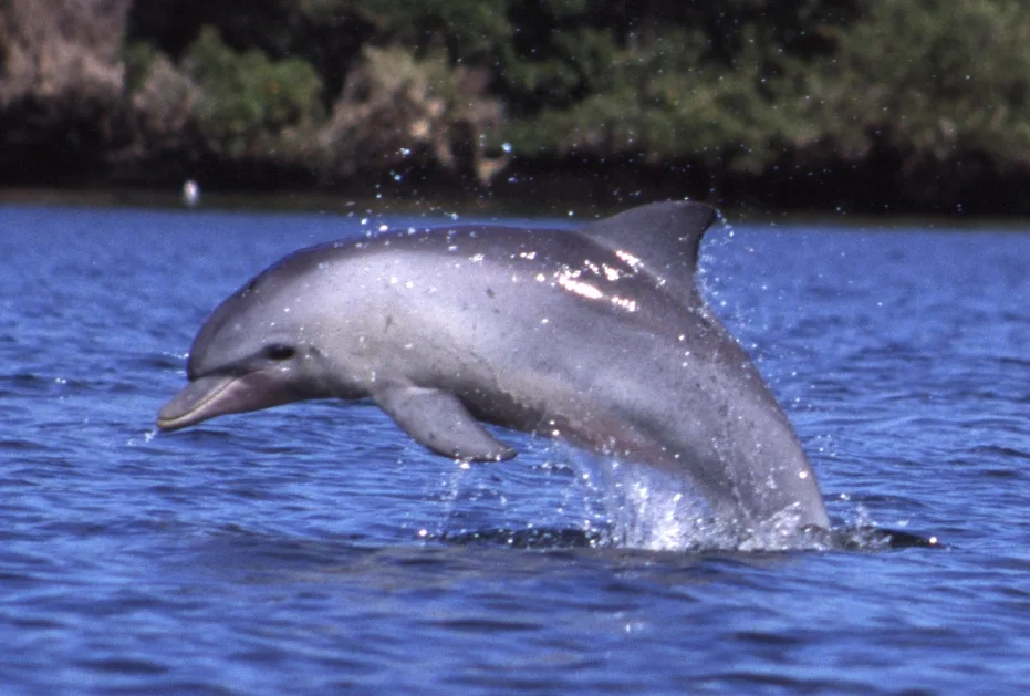 Palackorrú delfin (Tursiops aduncus) – fotó
