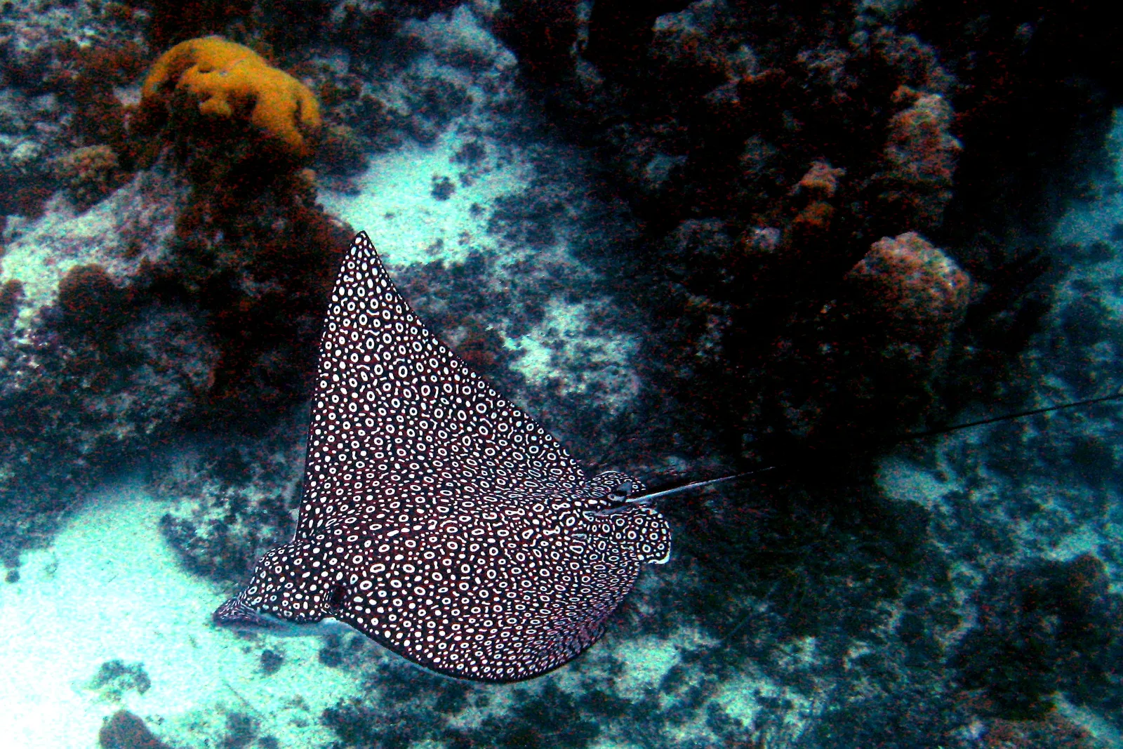 Pettyes sasrája (Aetobatus narinari) – fotó