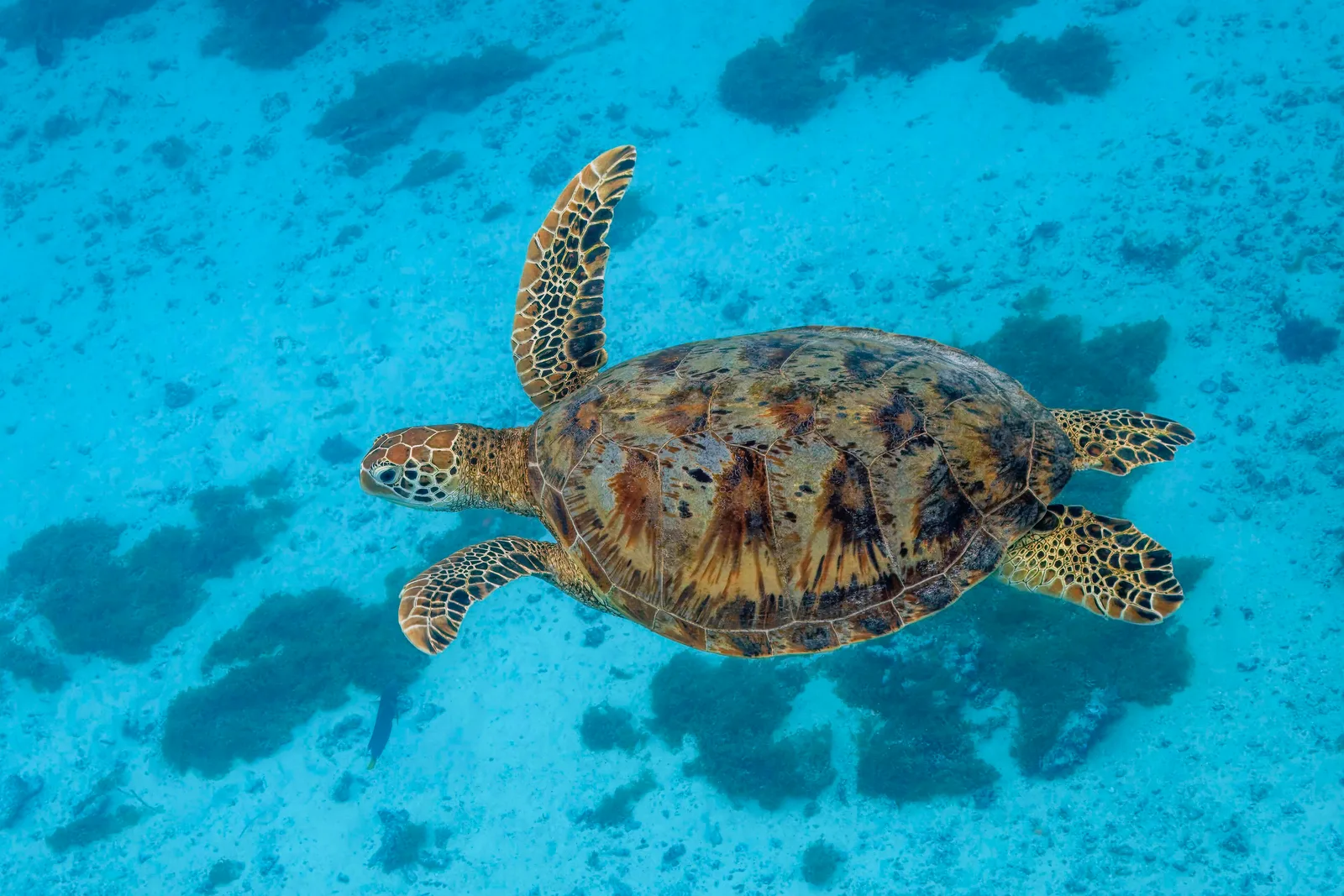 Zöld tengeri teknős (Chelonia mydas) – fotó